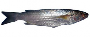 Fish names in Malayalam and English-മലയാളത്തിലും ഇംഗ്ലീഷിലും