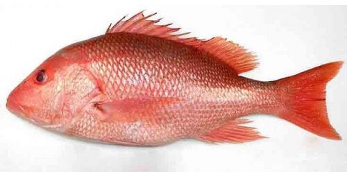 Live Red Snapper Fish Cutting  Amazing Fisherman Skills in India 