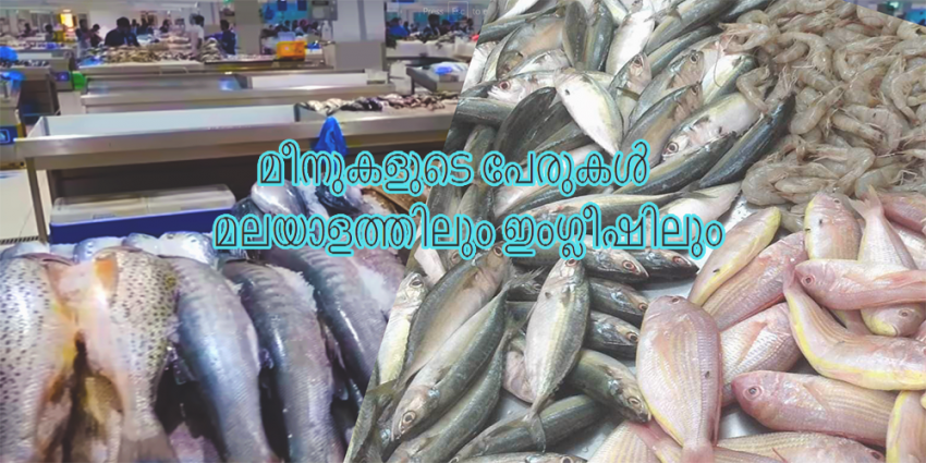 Fishes names in malayalam
