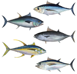 Fish names in Malayalam and English-മലയാളത്തിലും ഇംഗ്ലീഷിലും