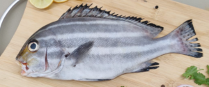 fasrsh fish Malayalam