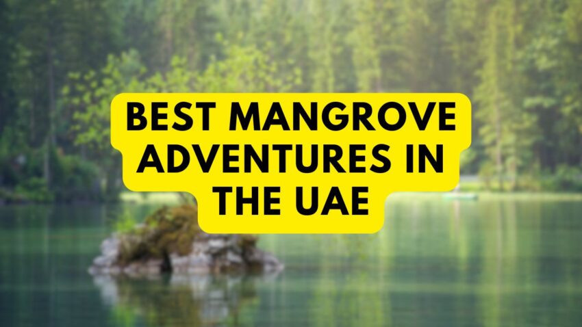 Best Mangrove Adventures in the UAE